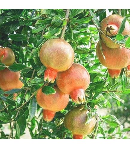 Amazon.co.jp: 種無石榴 ザクロ苗 種無しざくろ苗木 接ぎ木2年 : DIY